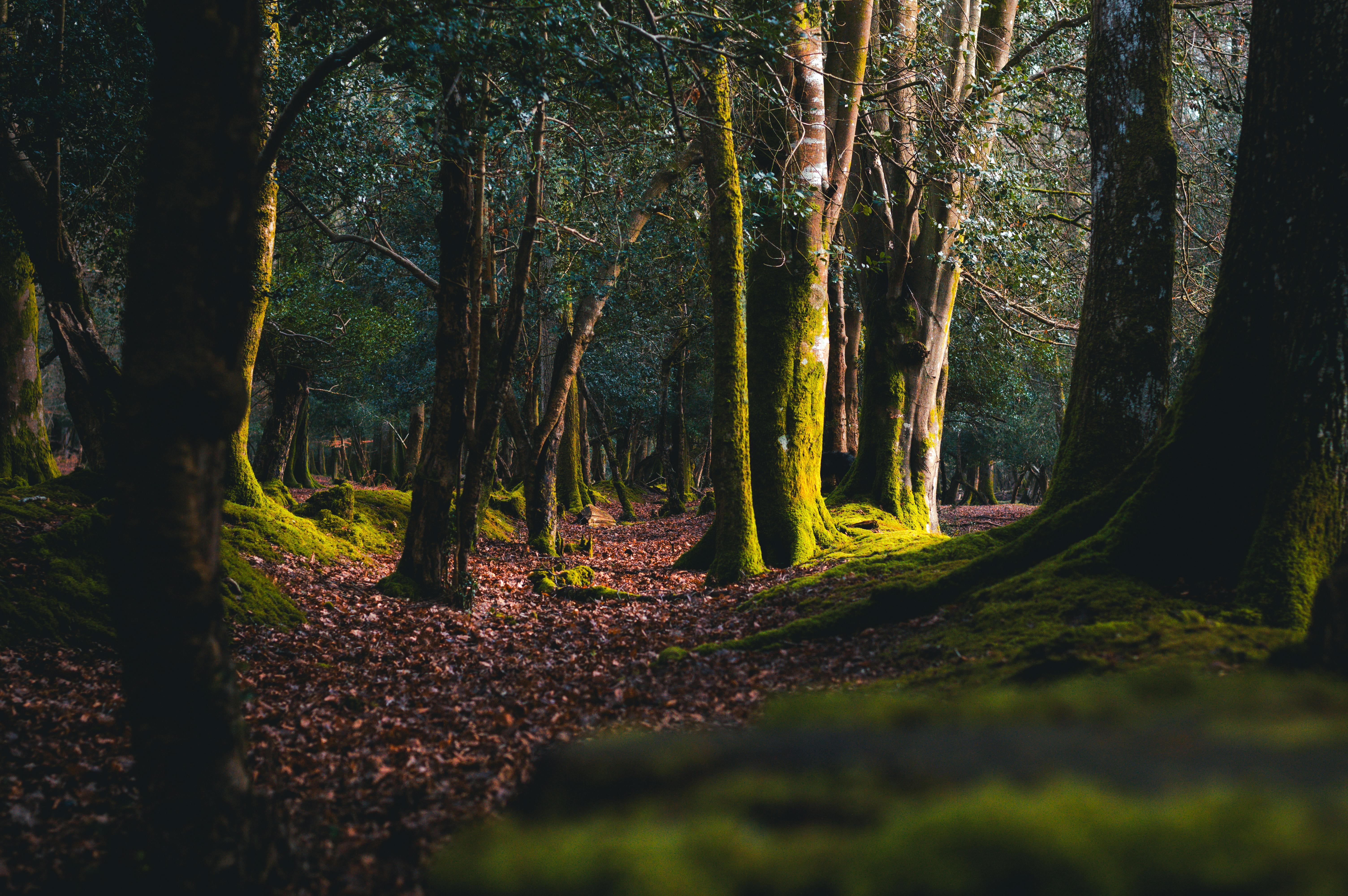 Ancient New Forest woodland with majestic oak trees